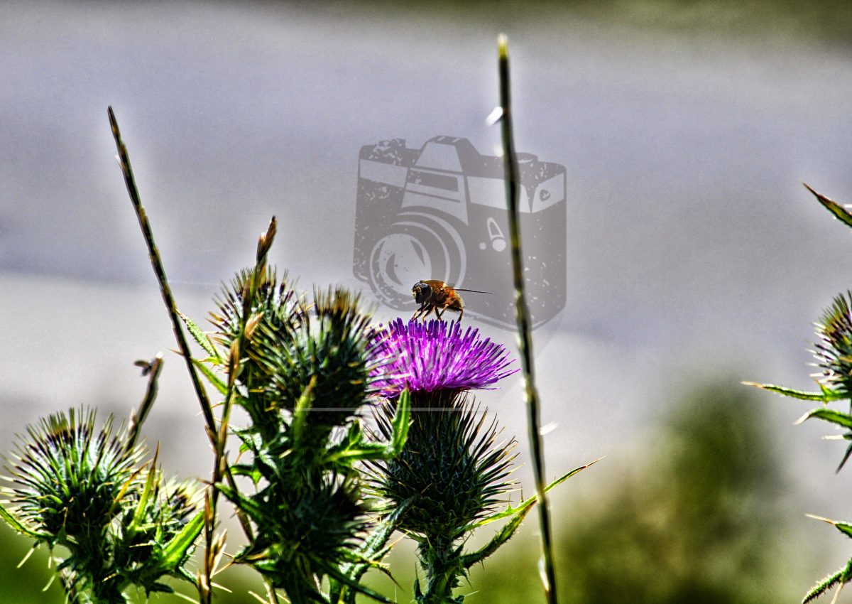 Abeja
